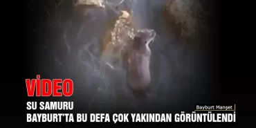 Su Samuru Bayburt’ta Bu Defa Çok Yakından Görüntülendi
