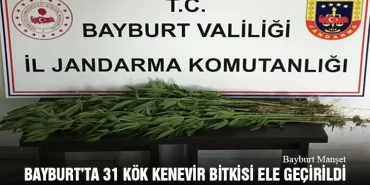 Bayburt’ta 31 Kök Kenevir Bitkisi Ele Geçirildi