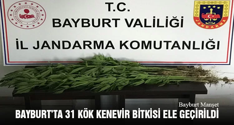 Bayburt’ta 31 Kök Kenevir Bitkisi Ele Geçirildi