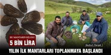 Bayburt'ta Yılın İlk Mantarları Toplanmaya Başlandı, Bu Mantarın Kilosu 5 Bin Lira