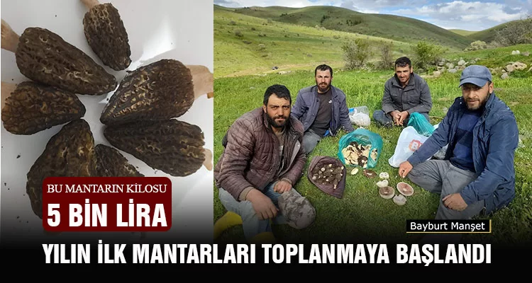 Bayburt'ta Yılın İlk Mantarları Toplanmaya Başlandı, Bu Mantarın Kilosu 5 Bin Lira