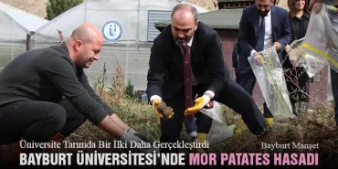 Bayburt'ta Bir İlk, Mor Patates Hasadı 
