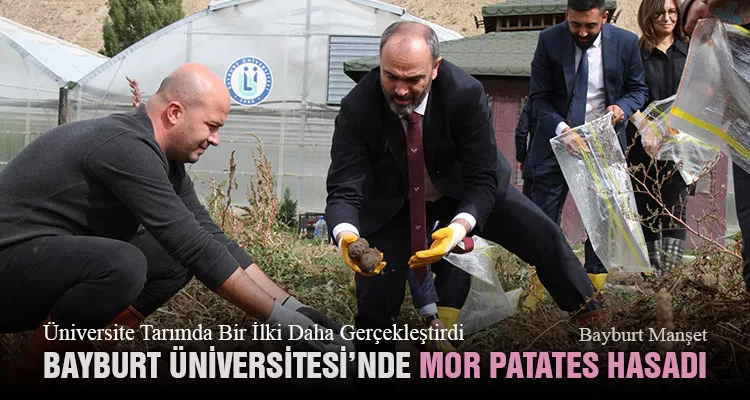 Bayburt'ta Bir İlk, Mor Patates Hasadı 