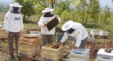 Büyükşehir'den arıcılara 55 ton arı yemi