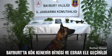 Bayburt’ta kök kenevir bitkisi ve esrar ele geçirildi