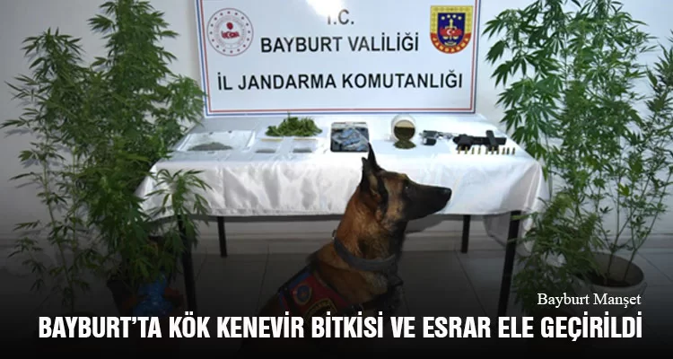 Bayburt’ta kök kenevir bitkisi ve esrar ele geçirildi