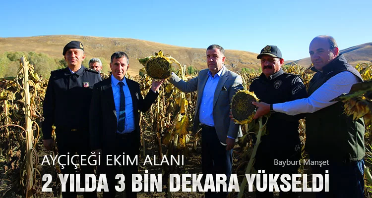 Ayçiçeği Ekim Alanı 2 Yılda 3 Bin Dekara Yükseldi