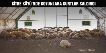 Bayburt Kitre Köyü’nde Koyunlara Kurtlar Saldırdı