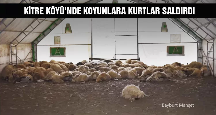 Bayburt Kitre Köyü’nde Koyunlara Kurtlar Saldırdı