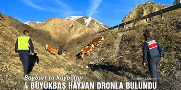 Bayburt'ta Kaybolan 4 Büyükbaş Hayvan Dronla Bulundu