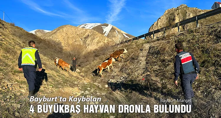 Bayburt'ta Kaybolan 4 Büyükbaş Hayvan Dronla Bulundu