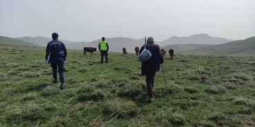 Bayburt’ta Kaybolan 9 Büyükbaş Hayvan Dronla Bulundu