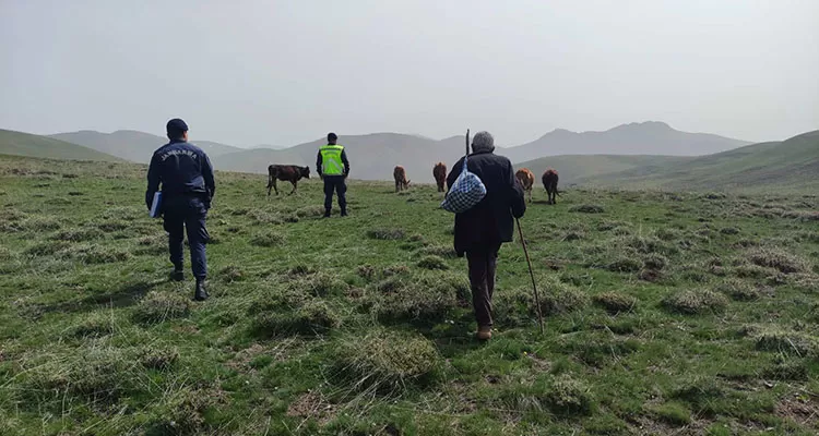 Bayburt’ta Kaybolan 9 Büyükbaş Hayvan Dronla Bulundu