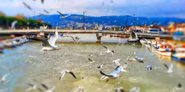 İstanbul ve Martılar, Fındıkzade de Bir Oteldeyiz… Zehra Okur Yazdı