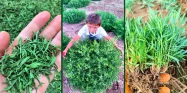 Bayburt Tarhunu'na Coğrafi İşaret Damgası, Üniversite'den Bölgeye Büyük Katkı