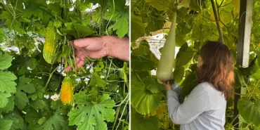 Organik Tarımda Yeni Bir Başarı, Bayburt Üniversitesinden Haylan Kabağı Hasadı