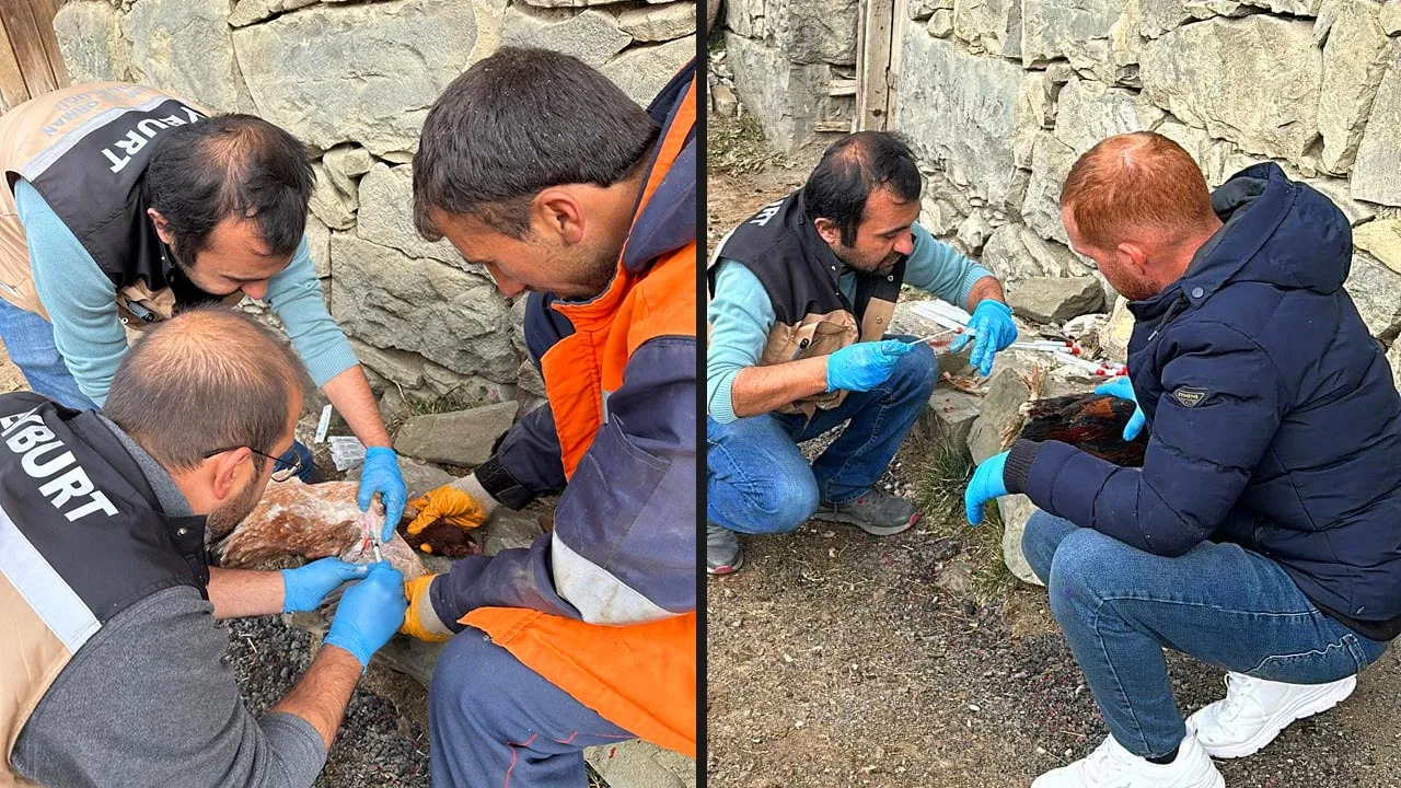 Bayburt'ta Köy Tavuklarının Sağlığı Kontrol Altında, Kan Numuneleri Alındı