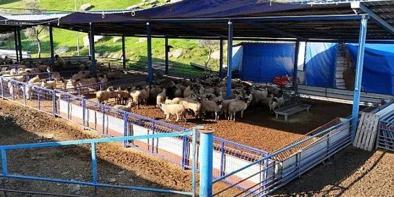 Başkan Çerçioğlu’nun aile tipi koyunculuk projesi her geçen gün büyüyor