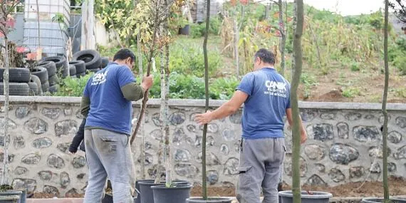 Canik'te 33 bin 668 Ağaç Kurtarıldı