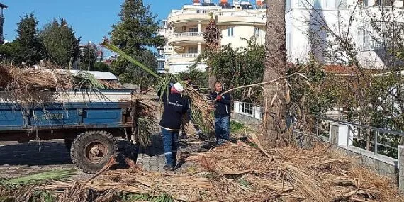 Didim Belediyesi ilçedeki ağaçların kış bakımlarını gerçekleştiriyor