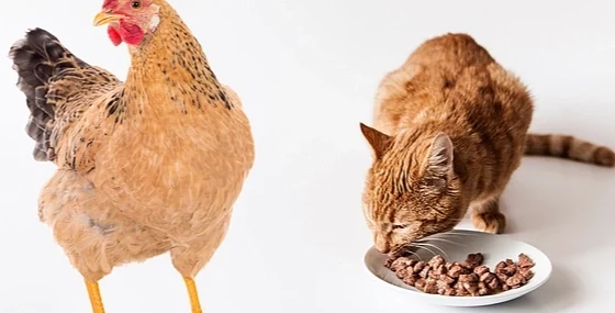 ABD'de kuş gribi salgını yayılıyor!