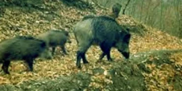 Artvin’de kaçak avcılara para cezası!