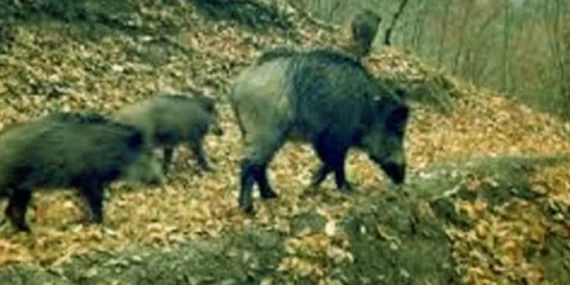 Artvin’de kaçak avcılara para cezası!