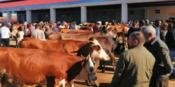Bayburt Hayvan Pazarı Şap Hastalığı Nedeniyle Karantinada!