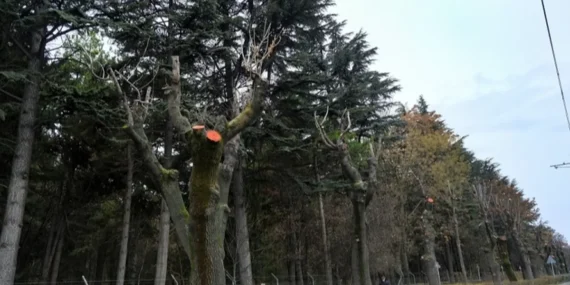 Eskişehir Büyükşehir'den ağaçlara kış bakımı