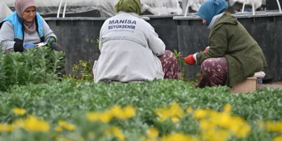 Manisa düşük su tüketimi olan bitkilerle güzelleştiriliyor