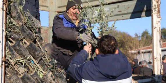 Eskişehir'de zeytincilik yaygınlaştırılacak… 17 bin Gemlik zeytin fidanı dağıtıldı