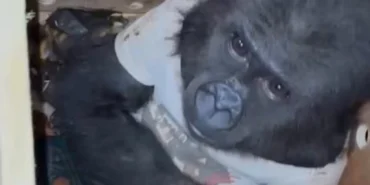 Ufaklığın durumu şu an iyi... Eve geri dönecek!