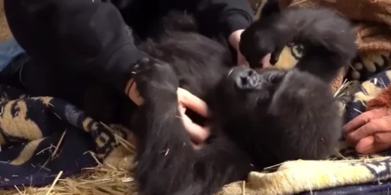 Yavru gorilin keyfi yerinde