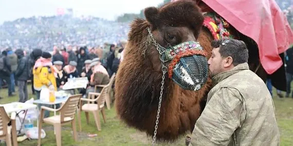 43. Uluslararası Efes Selçuk Deve Güreşleri Festivali Heyecanı Başlıyor! haberi