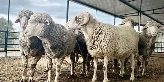 Aliağalı Koyun Üreticilerine Yüzde 75 Hibeli Koç Dağıtımı Başlıyor haberi