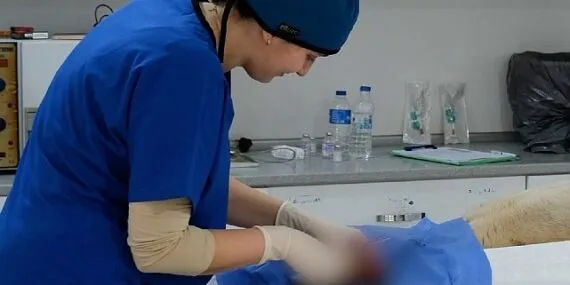 Ayvalık Belediyesi sokaktaki can dostların da yanında haberi