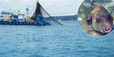 Balon balığıyla mücadele sürüyor haberi