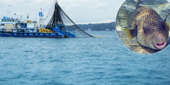 Balon balığıyla mücadele sürüyor haberi