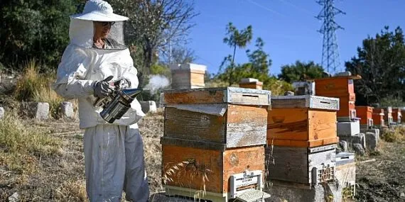 Bornova’da “Arıcılık” geleceğe taşınıyor haberi