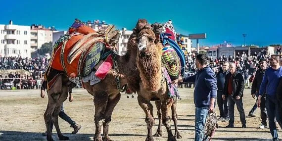 Burhaniye’de deve güreşi heyecanı yaşandı haberi