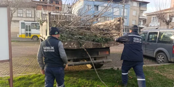 Bursa Gemlik'te yeşil alanlarda budama çalışmaları sürüyor haberi