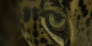 Büyük Kediler Kuşağı’ndan ‘Jaguar Sahili’ 2 Şubat Pazar Günü 20.00’de National Geographic WILD Ekranlarında! haberi