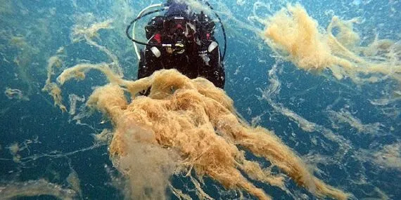 Büyükakın: Marmara Denizi 'Ben ölüyorum!' diyor haberi