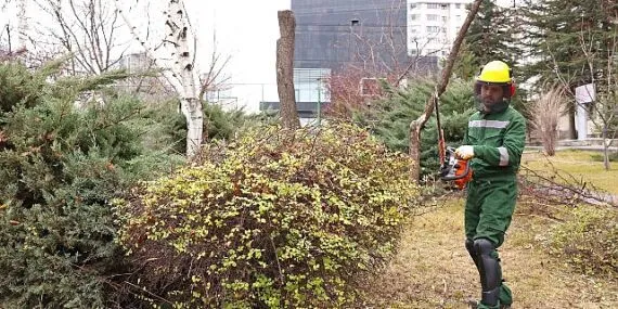 Çankaya’da ağaçlar bahara hazırlanıyor: Parklarda budama çalışmaları devam ediyor