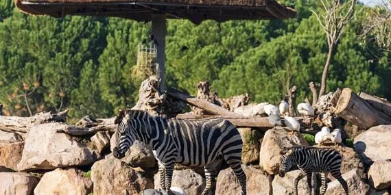 Doğal Yaşam Parkı’nda hedef 1 milyon ziyaretçi haberi