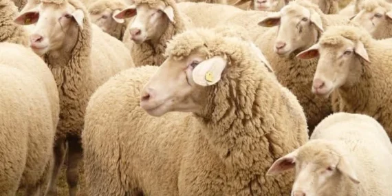 Edirne Keşan'da ücretsiz koyun kırkım eğitimi haberi