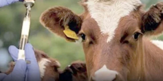 Edirne'de 1,5 milyon hayvan aşılandı haberi