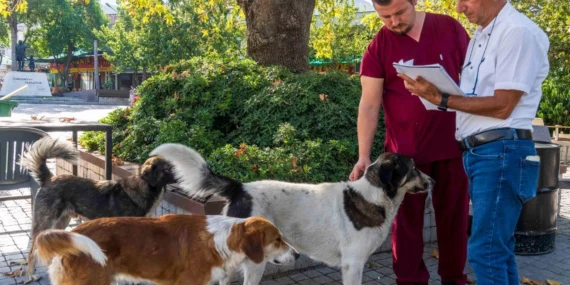 İzmir Büyükşehir can dostlara umut oldu haberi