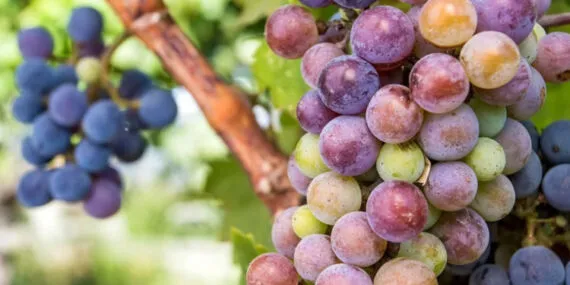 İzmir Urla Bağ Yolu 'yeşil destinasyon'a aday haberi