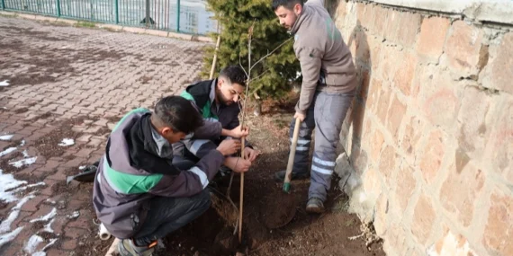 Kayseri Talas'ın kamu alanlarına kestane fidanı haberi
